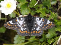 Euphydryas cynthia 5, Witbonte Parelmoervlinder, Saxifraga-Luuk Vermeer