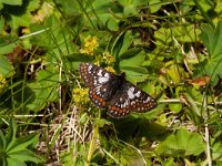 Euphydryas cynthia 7, Witbonte parelmoervllinder, Saxifraga-Kars Veling