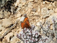 Euphydryas desfontainii, 10, Mozaiekparelmoervlinder, Saxifraga-Kars Veling