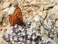 Euphydryas desfontainii, 11, Mozaiekparelmoervlinder, Saxifraga-Kars Veling