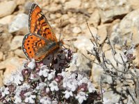 Euphydryas desfontainii, 12, Mozaiekparelmoervlinder, Saxifraga-Kars Veling