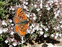 Euphydryas desfontainii, 16, Mozaiekparelmoervlinder, Saxifraga-Kars Veling