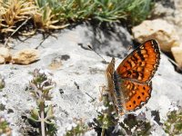 Euphydryas desfontainii, 6, Mozaiekparelmoervlinder, Saxifraga-Kars Veling