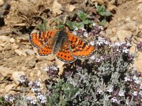 Euphydryas desfontainii, 8, Mozaiekparelmoervlinder, Saxifraga-Kars Veling