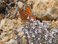 Euphydryas desfontainii, 9, Mozaiekparelmoervlinder, Saxifraga-Kars Veling