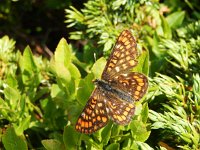 Euphydryas intermedia, 13, Oranjebonte parelmoervllinder, Saxifraga-Kars Veling