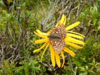 Euphydryas intermedia, 5, Oranjebonte parelmoervllinder, Saxifraga-Kars Veling