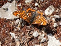 Euphydryas maturna, 12, Roodbonte parelmoervlinder, Saxifraga-Kars Veling