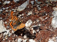 Euphydryas maturna, 9, Roodbonte parelmoervlinder, Saxifraga-Kars Veling