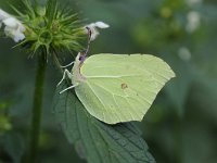 Gonepteryx rhamni 76, Citroenvlinder, Saxifraga-Luuk Vermeer