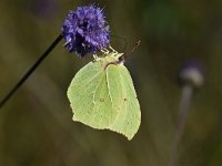 Gonepteryx rhamni 80, Citroenvlinder, Saxifraga-Luuk Vermeer