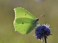 Gonepteryx rhamni 83, Citroenvlinder, Saxifraga-Luuk Vermeer