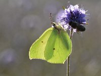 Gonepteryx rhamni 84, Citroenvlinder, Saxifraga-Luuk Vermeer