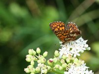 Hamearis lucina, 44, Sleutelbloemvlinder, on Sambucus ebulus, Saxifraga-Kars Veling