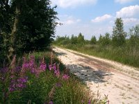 Heteropterus morpheus 9, Spiegeldikkopje, habitat, NL, Noord-Brabant, Asten, Groote Peel, Saxifraga-Kars Veling