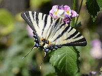 Iphiclides podalirius 102, Koningspage, Saxifraga-Tom Heijnen