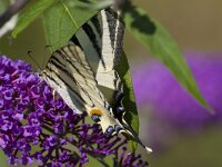 Iphiclides podalirius 106, Koningspage, Saxifrga-Jan Nijendijk