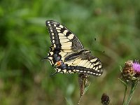 Iphiclides podalirius 91, Koningspage, Saxifraga-Luuk Vermeer