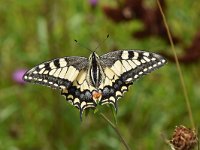 Iphiclides podalirius 92, Koningspage, Saxifraga-Luuk Vermeer