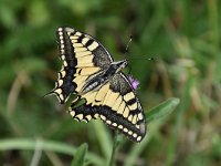 Iphiclides podalirius 94, Koningspage, Saxifraga-Luuk Vermeer