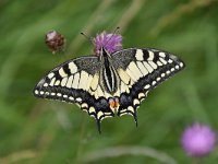 Iphiclides podalirius 96, Koningspage, Saxifraga-Luuk Vermeer