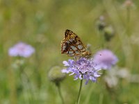 Issoria lathonia 27, Kleine parelmoervlinder, Saxifraga-Luuk Vermeer