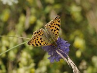 Issoria lathonia 28, Kleine parelmoervlinder, Saxifraga-Luuk Vermeer