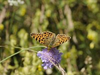 Issoria lathonia 29, Kleine parelmoervlinder, Saxifraga-Luuk Vermeer