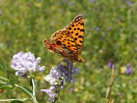 Issoria lathonia 32, Kleine parelmoervllinder, on Medicago sativa, Saxifraga-Kars Veling