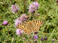 Issoria lathonia 41, Kleine parelmoervllinder, on Cirsium arvense, Saxifraga-Kars Veling