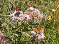 Issoria lathonia 48, Kleine parelmoervllinder, on Eupatorium cannabinum, Saxifraga-Kars Veling