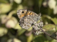 Lasiommata megera 48, Argusvlinder, Saxifraga-Willem van Kruijsbergen