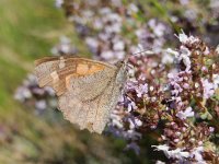 Libythea celtis 13, Snuitvlinder, on Thymus, Saxifraga-Kars Veling