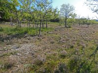 Libythea celtis 5, Snuitvlinder, habitat Cevennes (F), Saxifraga-Kars Veling