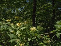 Limenitis camilla 44, Kleine ijsvogelvlinder, habitat, NL-Noord-Brabant, Oirschot, Vleeschbroek, Saxifraga-Jan van der Straaten