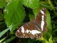 Limenitis camilla 74, Kleine ijsvogelvlinder, Saxifraga-Kars Veling