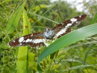 Limenitis camilla 75, Kleine ijsvogelvlinder, Saxifraga-Kars Veling