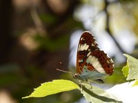 Limenitis camilla 81, Kleine ijsvogelvlinder, Saxifraga-Kars Veling