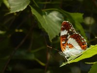 Limenitis camilla 82, Kleine ijsvogelvlinder, Saxifraga-Kars Veling