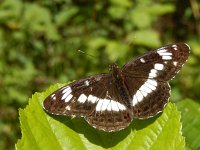 Limenitis camilla 87, Kleine ijsvogelvlinder, Saxifraga-Kars Veling