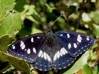 Limenitis reducta 43, Blauwe ijsvogelvlinder, Saxifraga-Kars Veling