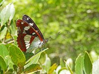 Limenitis reducta 45, Blauwe ijsvogelvlinder, Saxifraga-Kars Veling