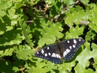 Limenitis reducta 46, Blauwe ijsvogelvlinder, Saxifraga-Kars Veling