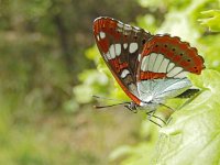 Limenitis reducta 53, Blauwe ijsvogelvlinder, Saxifraga-Kars Veling