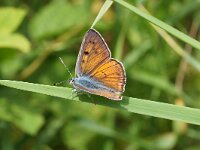GRNCAR. LYCAENA ALCIPHRON. MANNETJE.