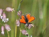 Lycaena hippothoe 26, Rode Vuurvlinder, Saxifraga-Luuk Vermeer