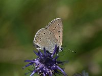 Lycaena hippothoe 27, Rode Vuurvlinder, Saxifraga-Luuk Vermeer