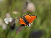 Lycaena hippothoe 31, Rode Vuurvlinder, Saxifraga-Luuk Vermeer