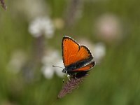 Lycaena hippothoe 32, Rode Vuurvlinder, Saxifraga-Luuk Vermeer