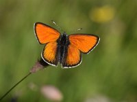 Lycaena hippothoe 33, Rode Vuurvlinder, Saxifraga-Luuk Vermeer